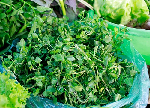 Chữa ho từ cây nhà lá vườn