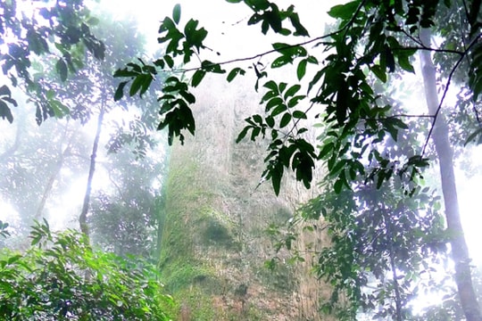 Phát huy tiềm năng, lợi thế Khu Dự trữ sinh quyển miền Tây Nghệ An