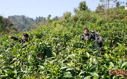 Để chè Shan tuyết Nghệ An "vươn xa"