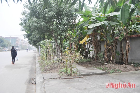 Đường Phạm Đình Toái: Vỉa hè - vườn rau!