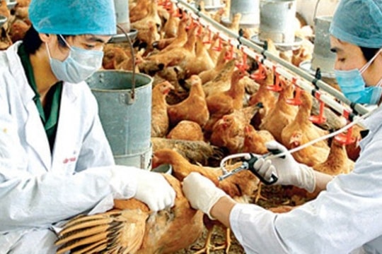 Chủ động ngăn dịch bệnh bùng phát mùa Đông Xuân