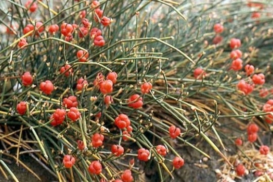 Ma hoàng - Vị thuốc chữa hen suyễn