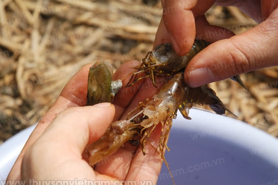 Gia tăng giải pháp kiểm soát dịch bệnh tôm