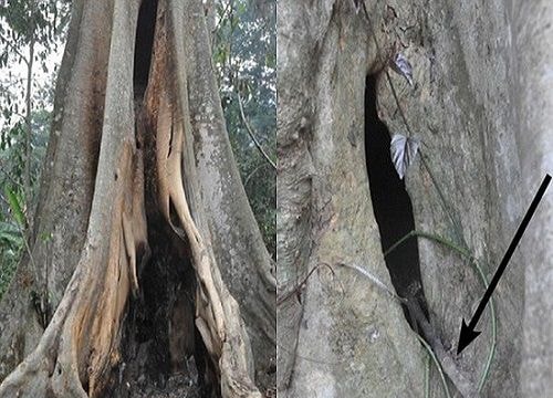 Dịch Ebola bắt nguồn từ bé trai chơi gần đàn dơi