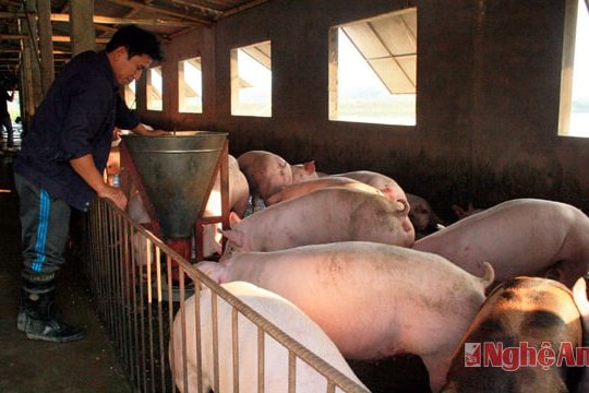 Chủ động phòng chống đói, rét cho đàn vật nuôi