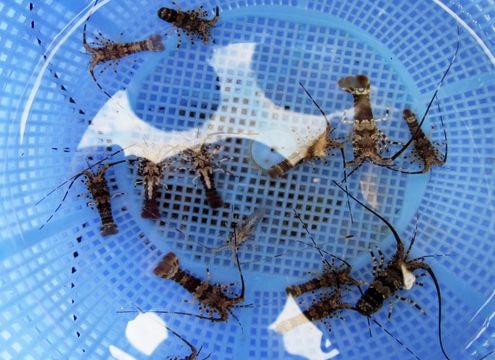 Săn tôm hùm nhí mỗi đêm kiếm 30 triệu đồng