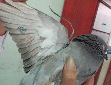 Kết luận chính thức về chim bồ câu mang ký tự 'lạ'