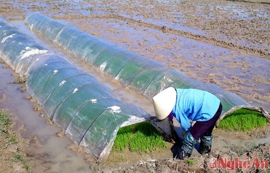 Chấp hành nghiêm lịch thời vụ, tập trung chống rét cho mạ xuân