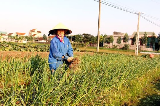 Trồng tỏi trên đất 2 lúa ở Quỳnh Bá