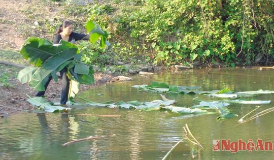 Thanh Chương: Khai thác tiềm năng ao hồ nuôi cá