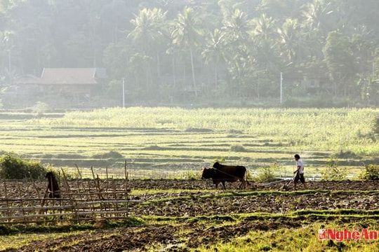 Con Cuông vào vụ cấy