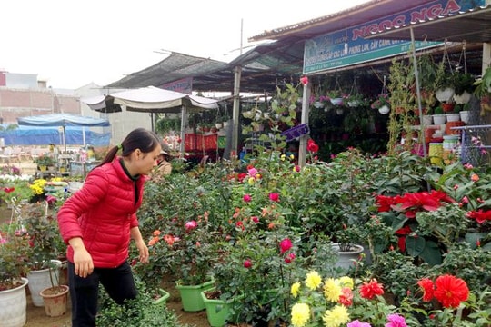 Thị trường hoa Tết 2015: Du nhập nhiều  loại hoa mới