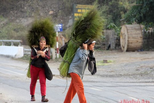 Kỳ Sơn rộn mùa đót