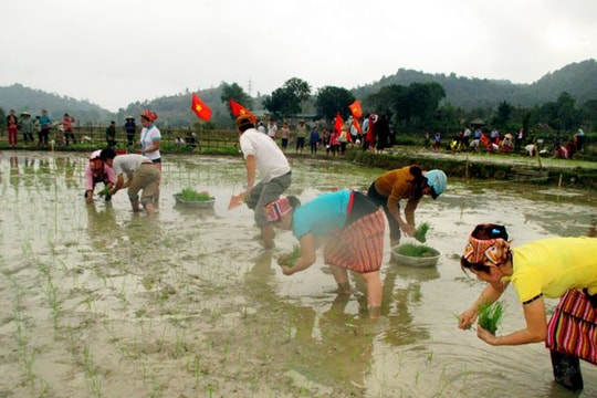 Hội thi cấy vụ xuân tại Con Cuông