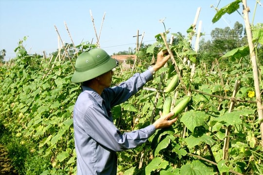 Những "cánh tay nối dài" trên đồng ruộng