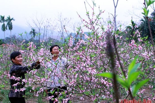 Đào nở sớm, người dân giảm nguồn thu