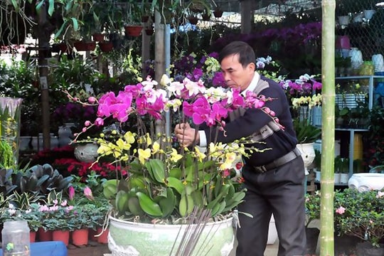 Cận cảnh chậu lan giá 16 triệu, gốc đào giá 40 triệu đồng ở Vinh