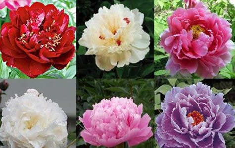 Đông y chữa và phòng thoái hóa đốt sống cổ