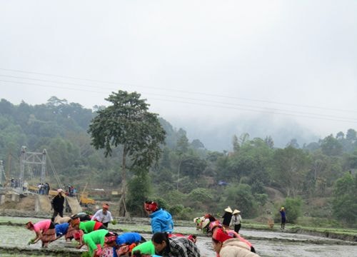 Vui hội thi cấy đầu xuân