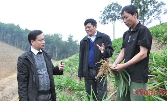 Hiệu quả cây rễ hương trên đồi dốc