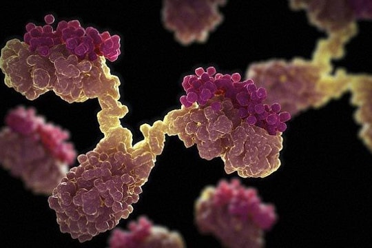 Trình làng kháng thể nhân tạo đầu tiên trên thế giới