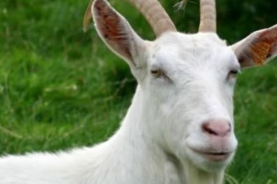 5 phương thuốc tốt từ sừng dê