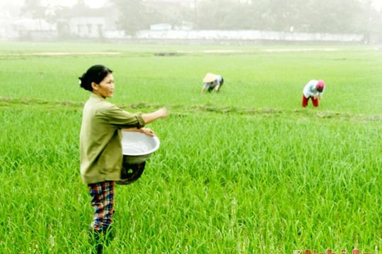 Chăm sóc đúng, đủ  cho cây trồng vụ xuân