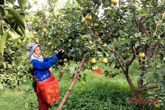 Đầu tư vào nông nghiệp: Cơ hội rộng mở