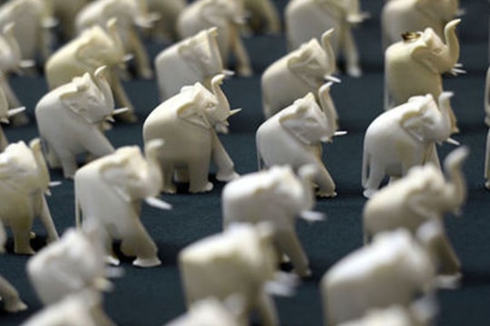 Trung Quốc cấm nhập khẩu  ngà voi chạm khắc trong vòng 1 năm