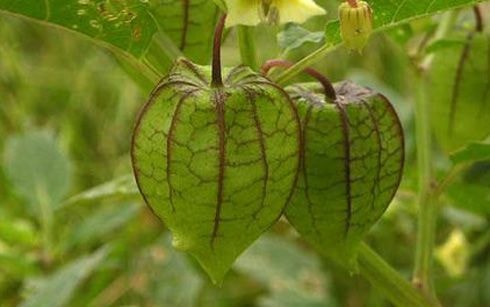 Chữa tiểu đường, dạ dày, viêm họng bằng cây dại