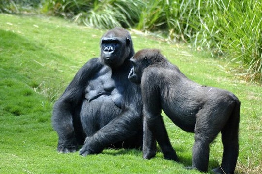 Làm sáng tỏ nguồn gốc 2 trên 4 loại biến thể của virus HIV/AIDS