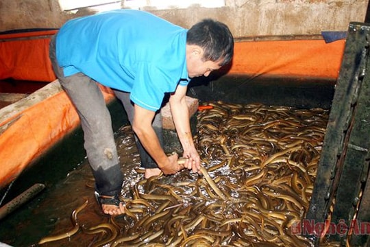 Nuôi lươn trong bể không bùn