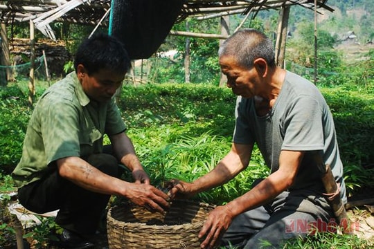 Xã Hạnh Dịch (Quế Phong) phát triển cây mây