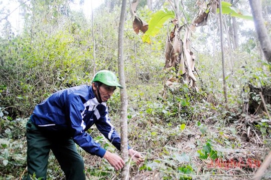 "Rừng là báu vật"