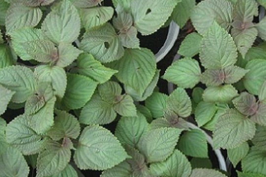 Bài thuốc chữa cảm bằng tía tô đơn giản mà hiệu quả