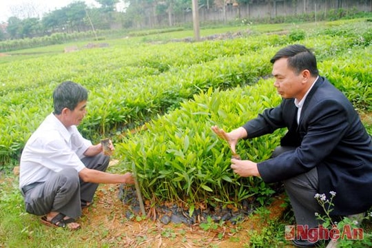 Tân Kỳ trồng rừng vụ xuân