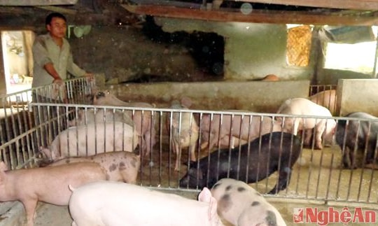 Ủ men vi sinh trong chăn nuôi