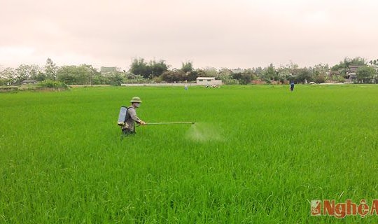 Hưng Nguyên chủ động phòng chống bệnh đạo ôn hại lúa