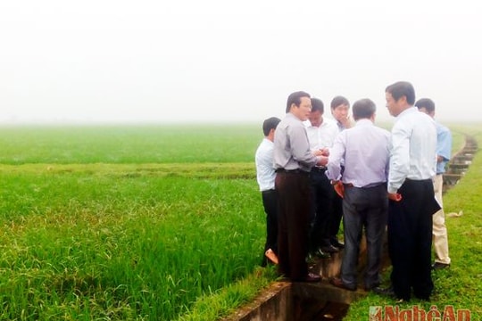 Kiểm tra phòng trừ bệnh đạo ôn trên lúa tại Hưng Nguyên