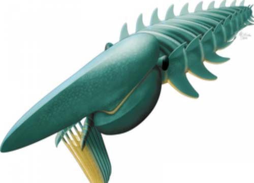 Hóa thạch giống tôm hùm khổng lồ 500 triệu năm