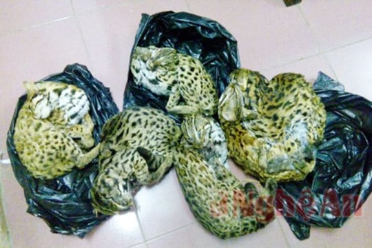 Bắt đối tượng vận chuyển 6 cá thể mèo rừng quý hiếm