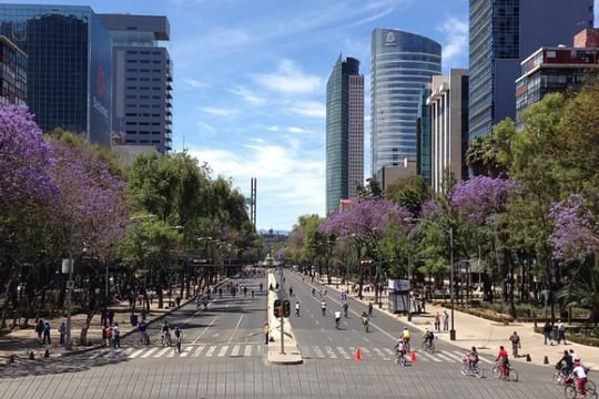 Mexico tím biếc trời sắc hoa Jacaranda