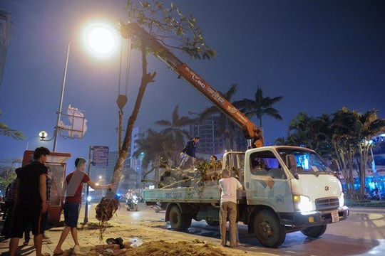 Đình chỉ công tác hàng loạt cán bộ liên quan vụ chặt cây xanh