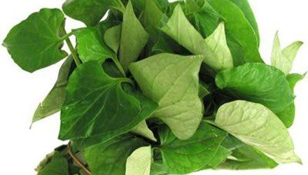 9 bài thuốc từ rau diếp cá