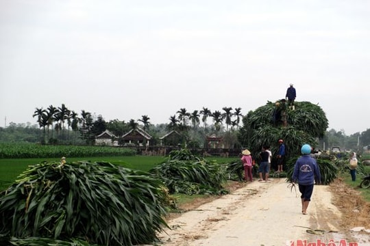 Ngô gãy đổ hàng loạt tại xã Thanh Liên (Thanh Chương)