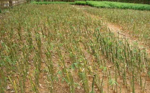 Kỹ thuật nhân giống cây luồng bằng phương pháp giâm cành