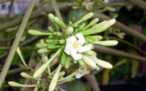 Bài thuốc phòng, trị bệnh ho gà