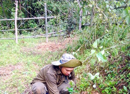 Nỗ lực trồng rừng vụ xuân