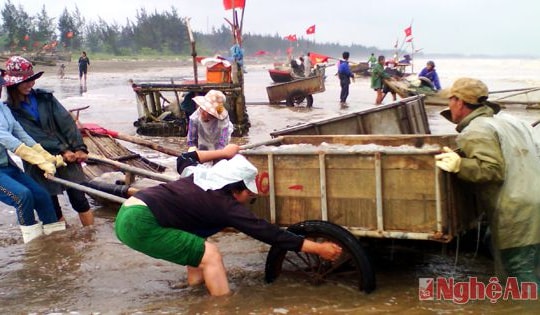 Được mùa sứa biển