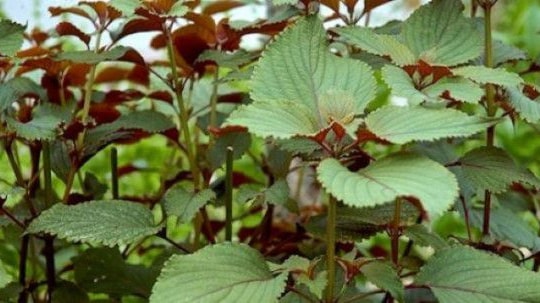 Bài thuốc dân gian từ tía tô